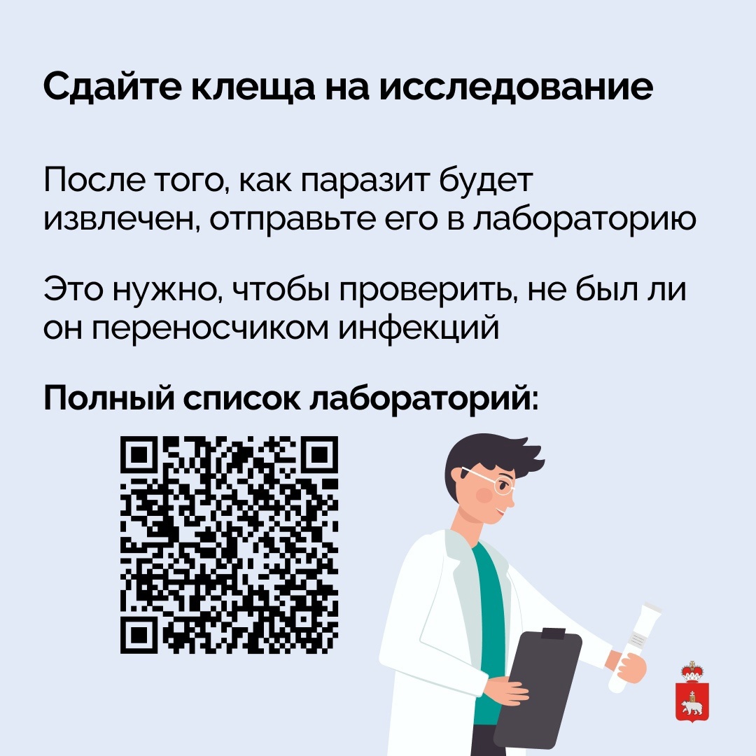 В Прикамье официально начался сезон активности клещей. Список адресов  приема и лабораторного исследования клещей. | 16.04.2024 | Пермь -  БезФормата